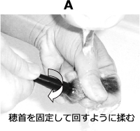 穂首を固定して回すように揉む